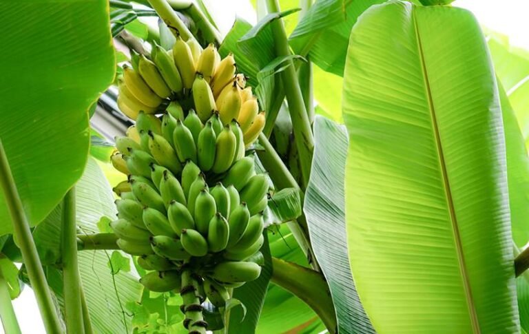 Banana plantation project