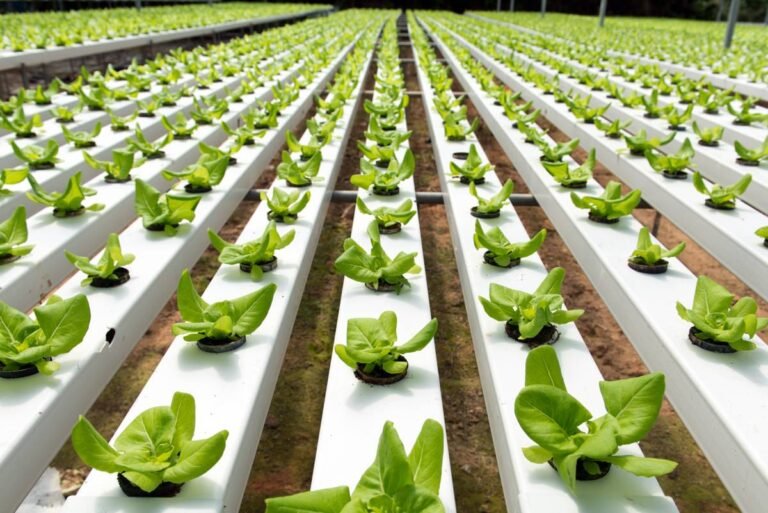 Hydroponic Farm
