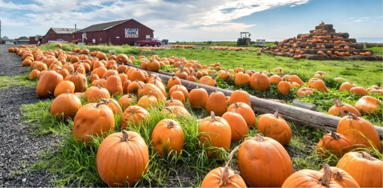 Pumpkin Farm